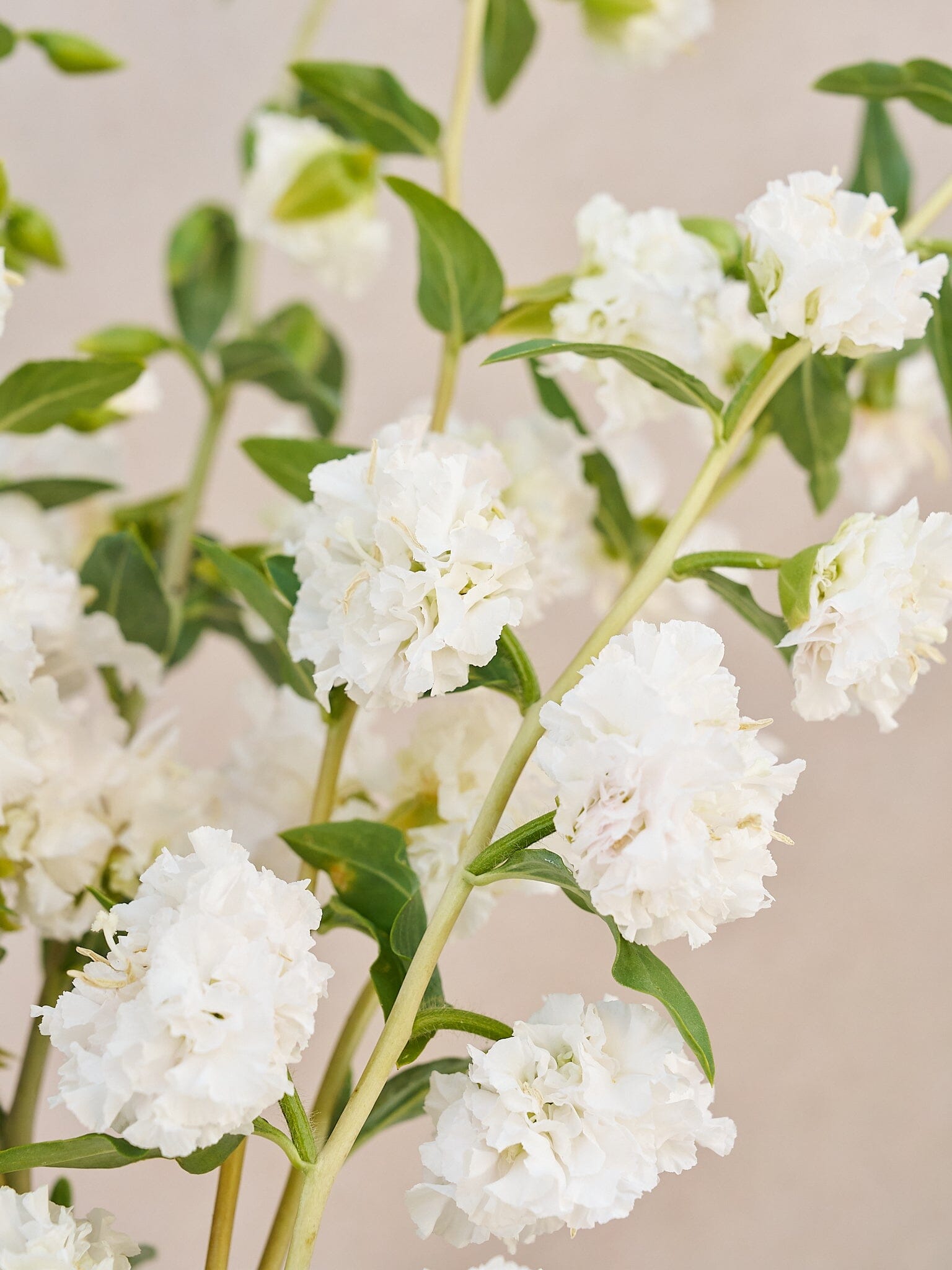 Mølleblomst 'Albatros' Seed 