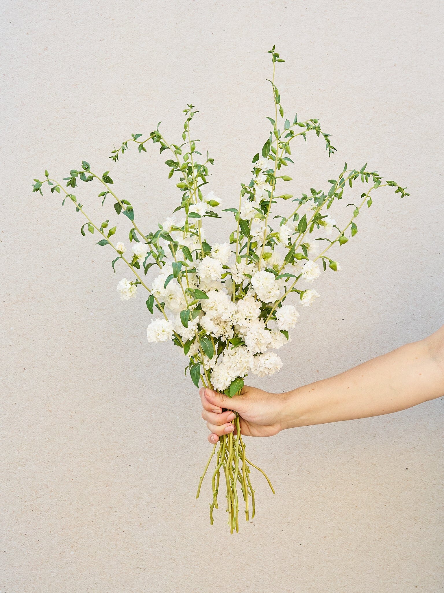 Mølleblomst 'Albatros' Seed 