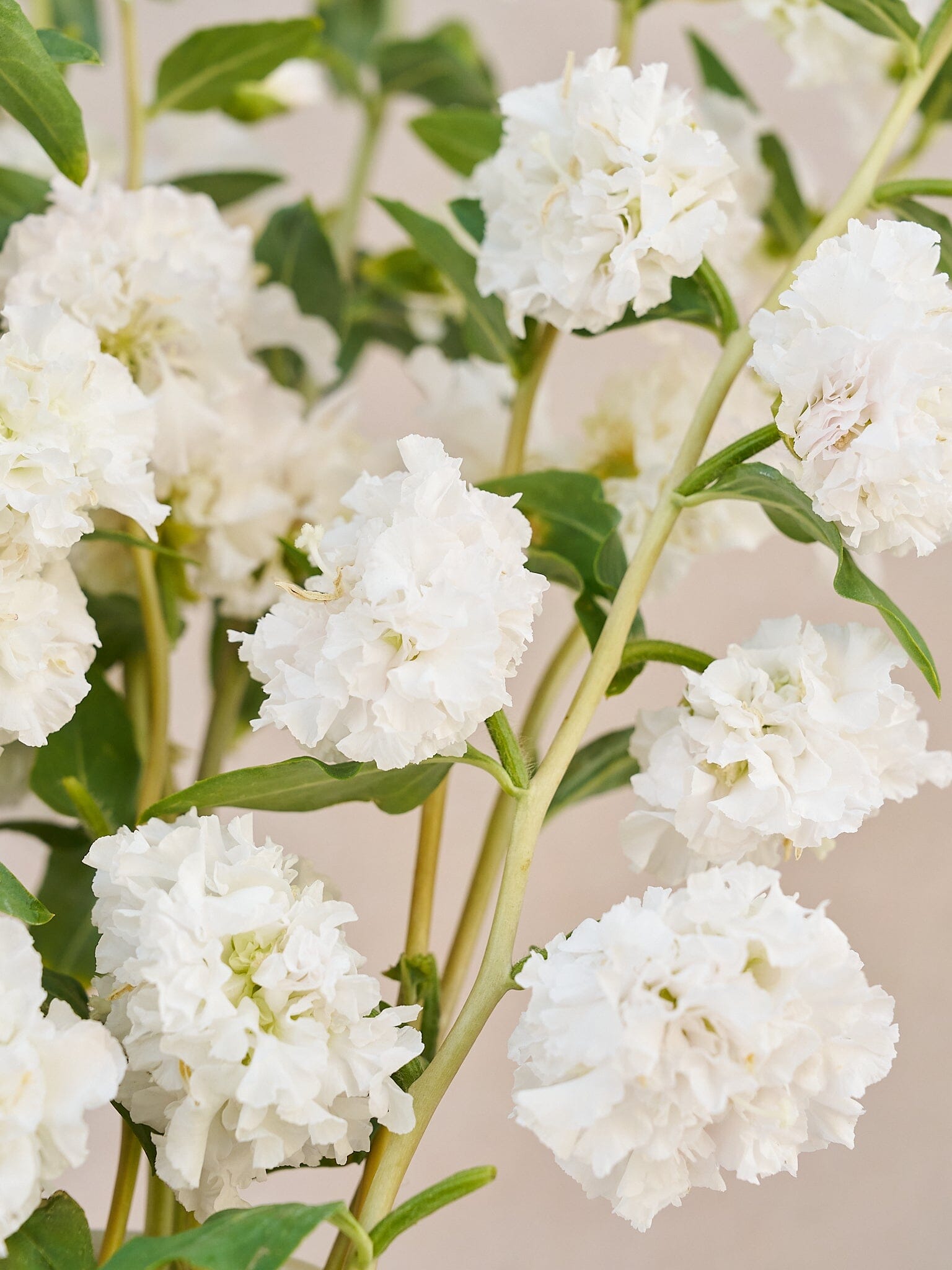 Mølleblomst 'Albatros' Seed 