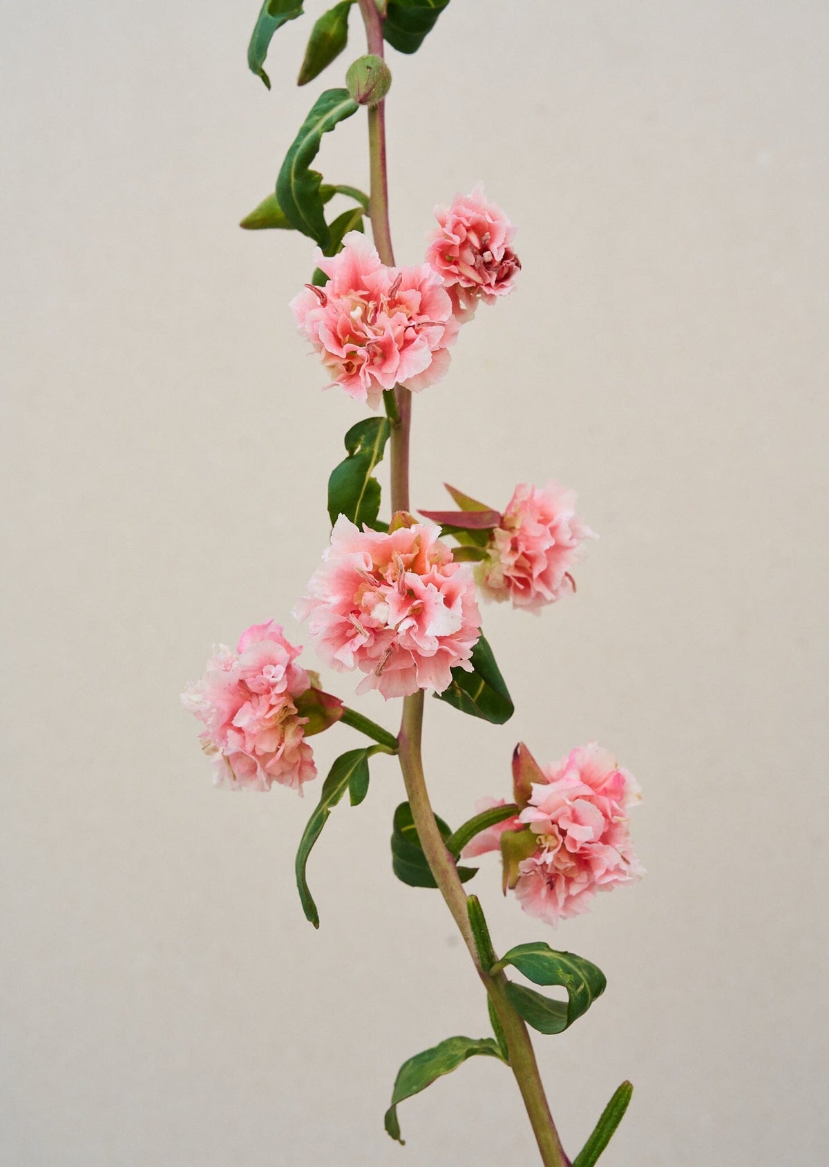 Mølleblomst 'Enchantress' Seed 
