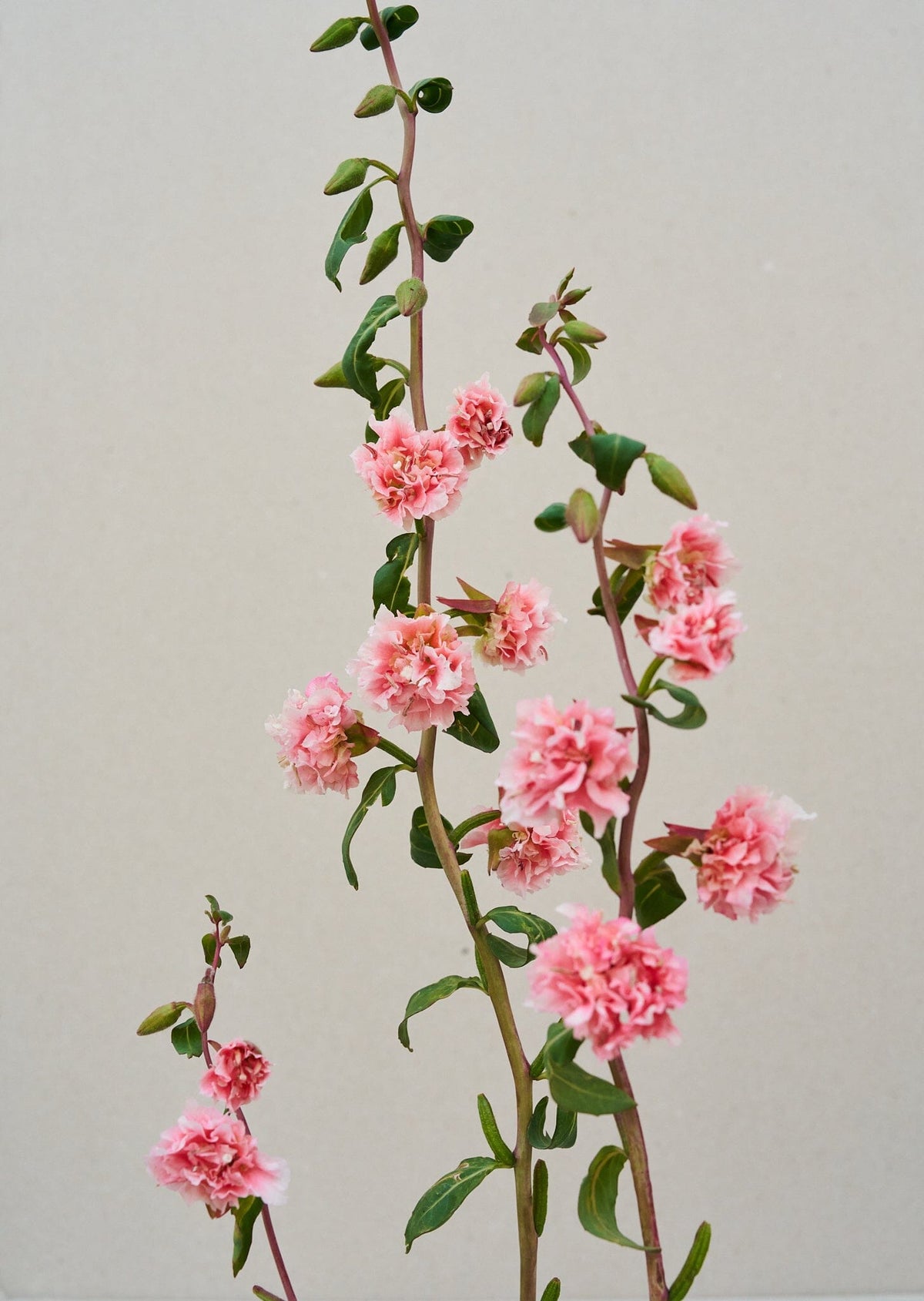 Mølleblomst 'Enchantress' Seed 