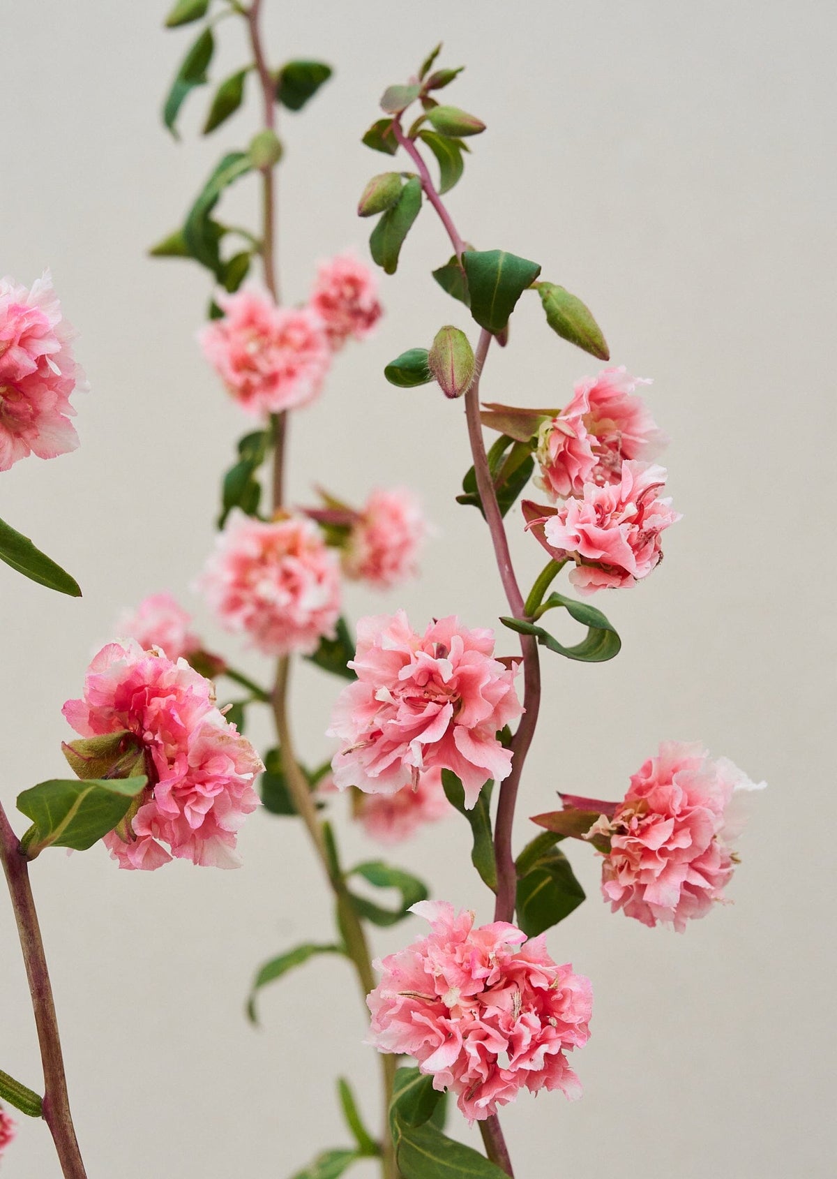 Mølleblomst 'Enchantress' Seed 