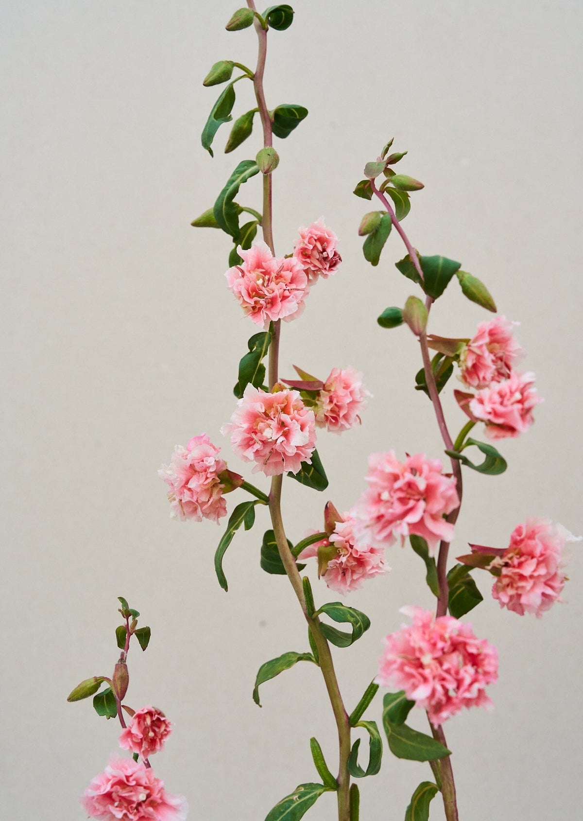 Mølleblomst 'Enchantress' Seed 
