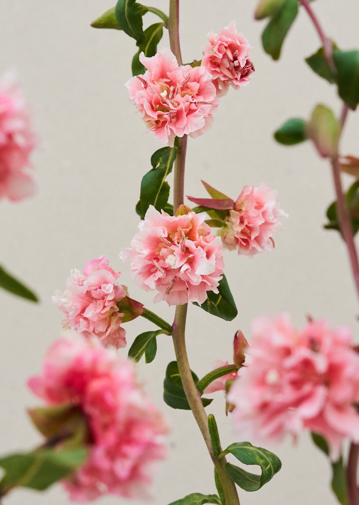 Mølleblomst 'Enchantress' Seed 
