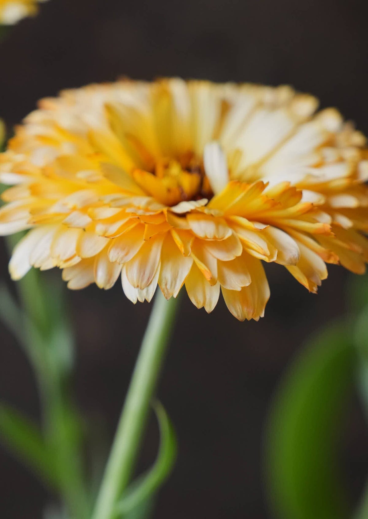 Morgenfrue 'Apricot Beauty' Seed 