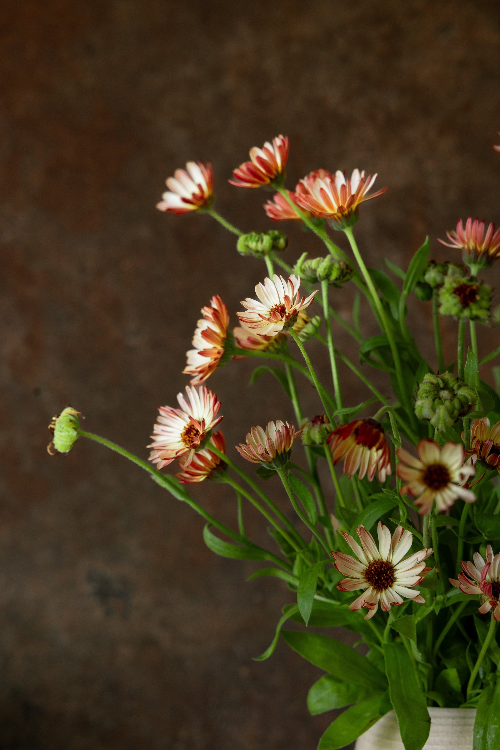 Morgenfrue ‘Bronzed Beauty' Fie fotos Seed 