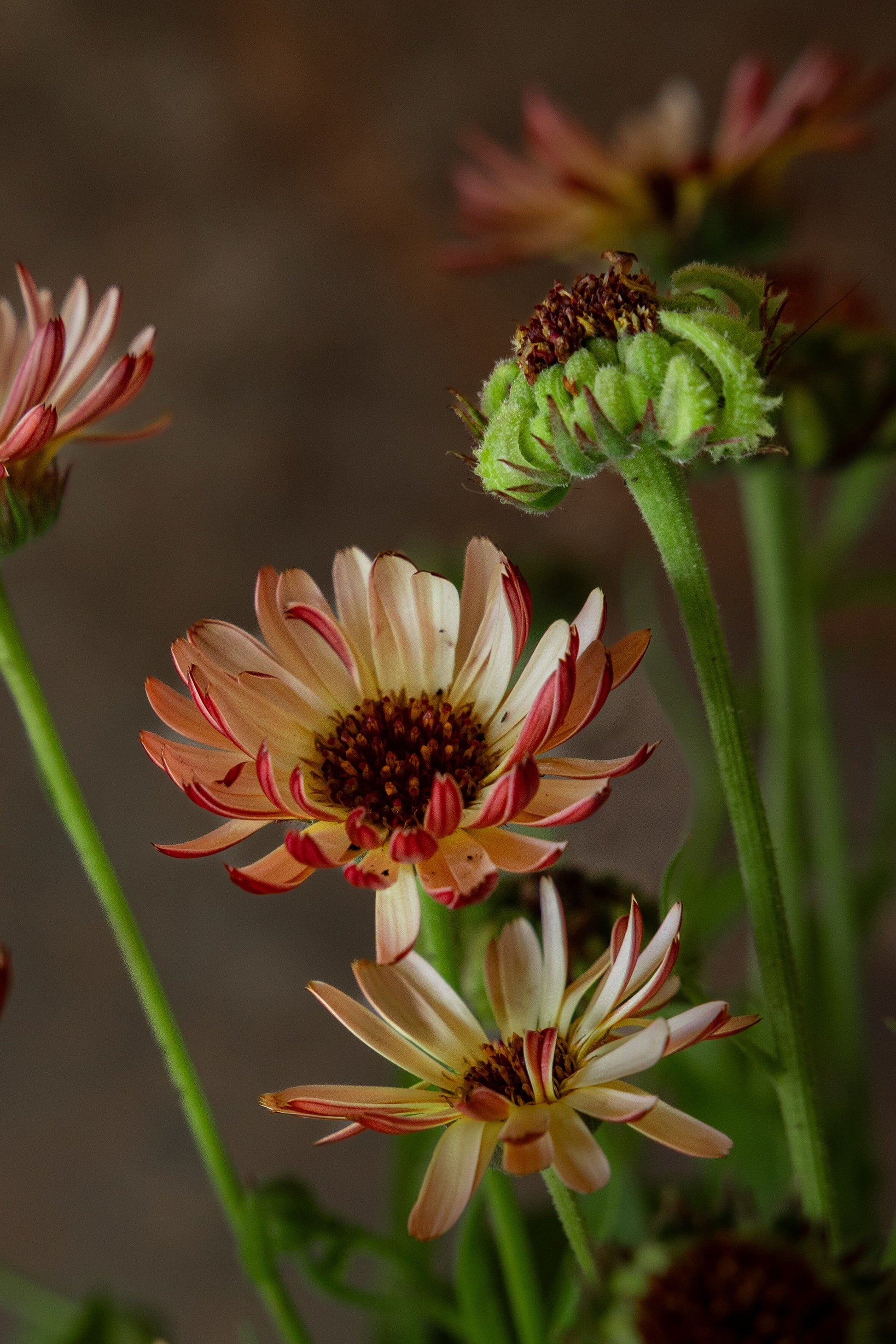 Morgenfrue ‘Bronzed Beauty' Fie fotos Seed 