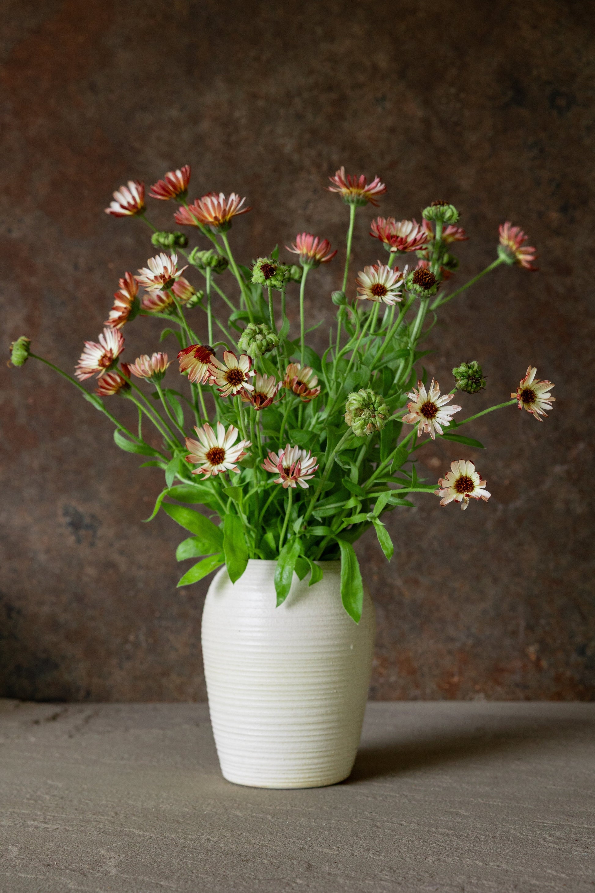 Morgenfrue ‘Bronzed Beauty' Fie fotos Seed 