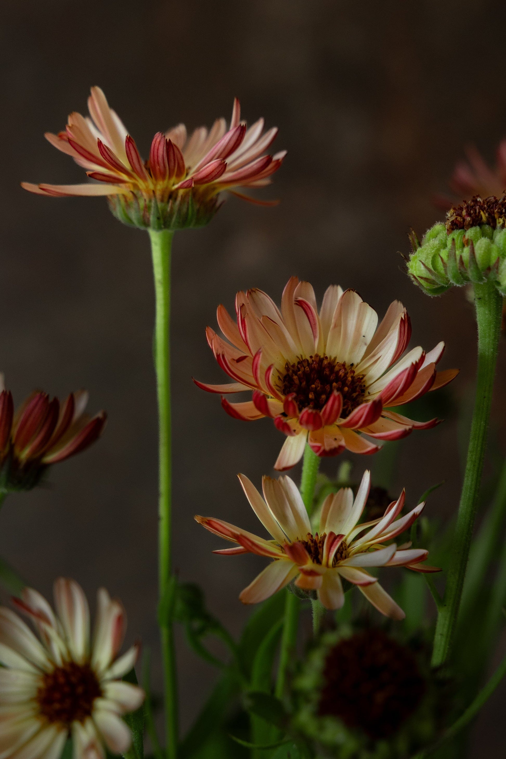 Morgenfrue ‘Bronzed Beauty' Fie fotos Seed 