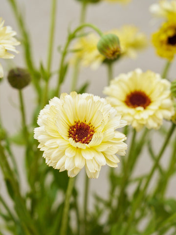 Morgenfrue 'Ivory Princess' Seed 