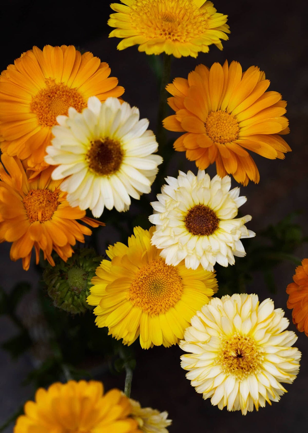 Morgenfrue 'Kinglet Mix' Seed 