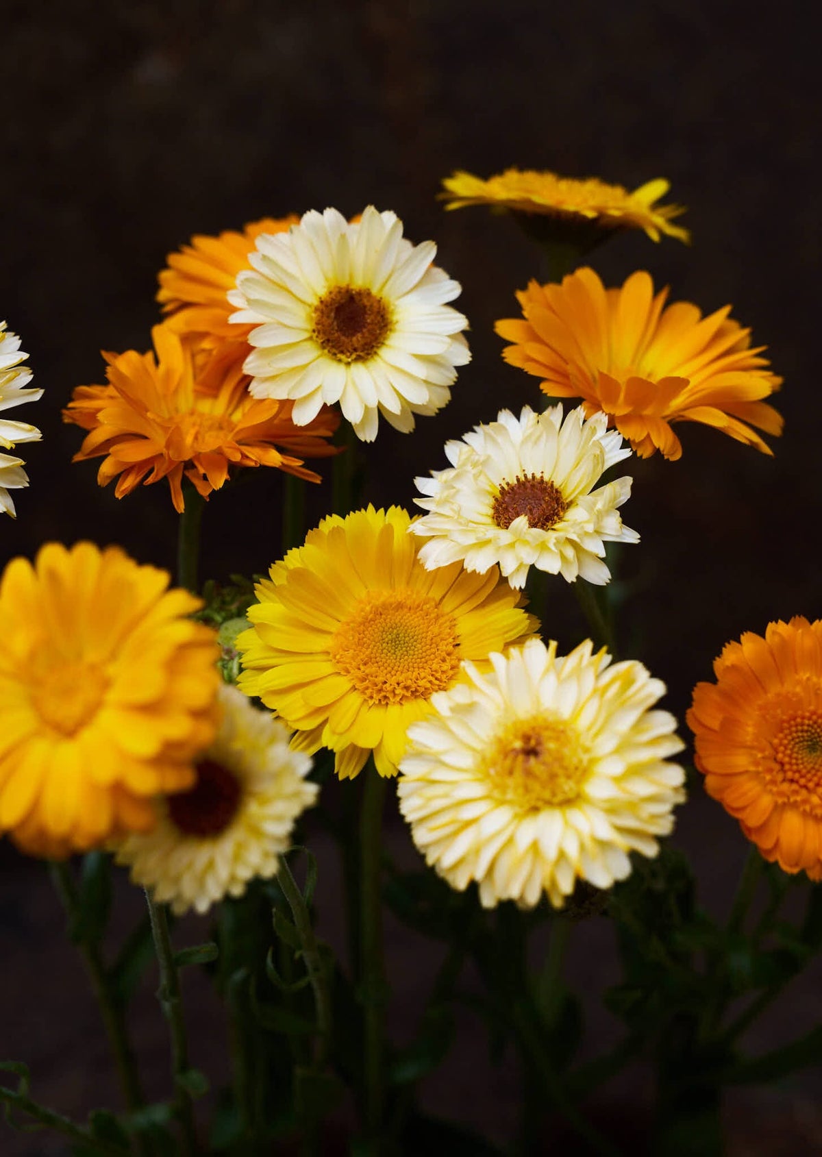 Morgenfrue 'Kinglet Mix' Seed 