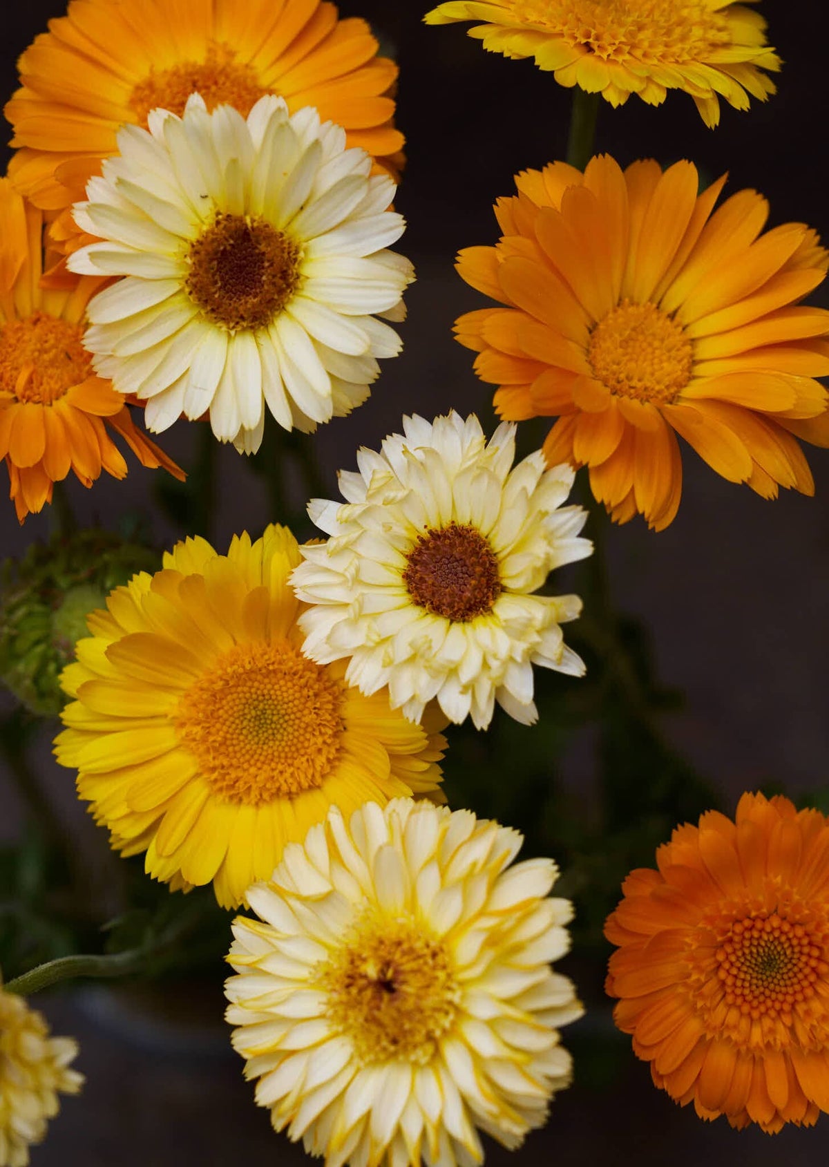Morgenfrue 'Kinglet Mix' Seed 