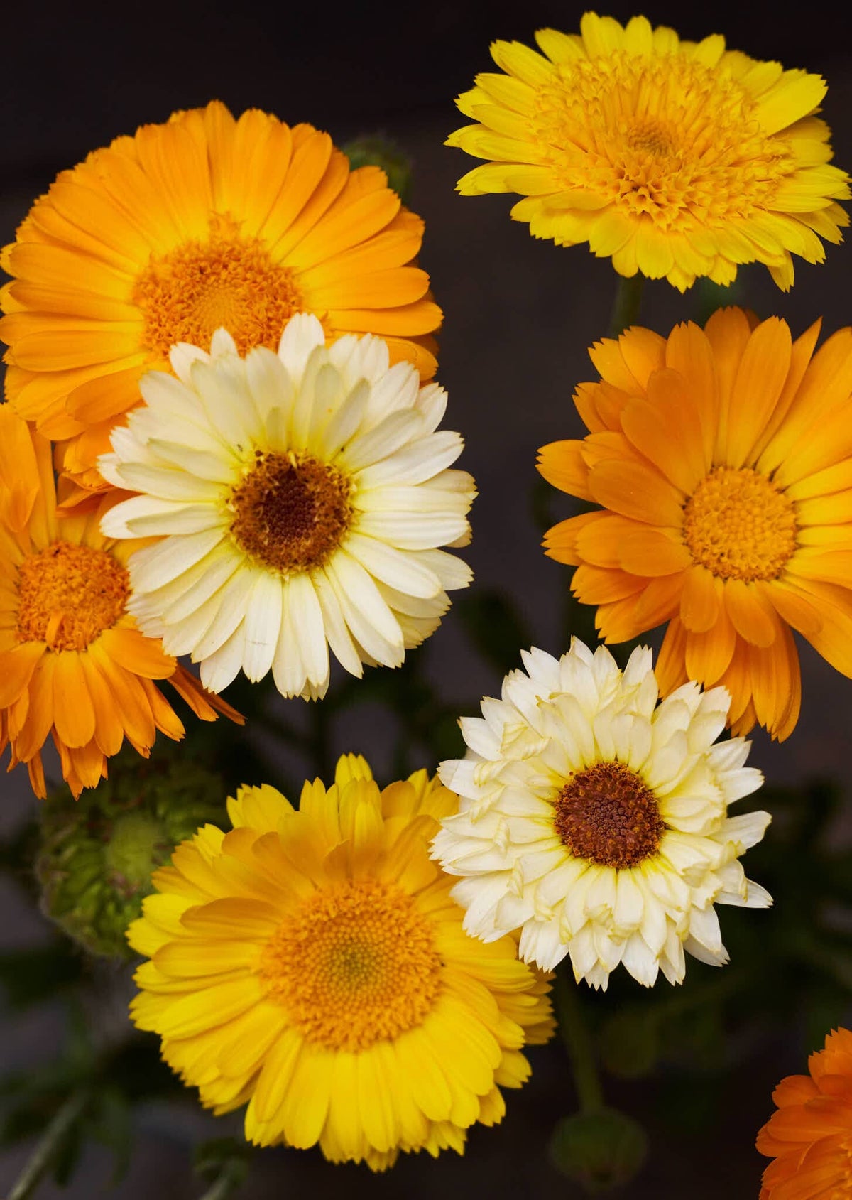 Morgenfrue 'Kinglet Mix' Seed 