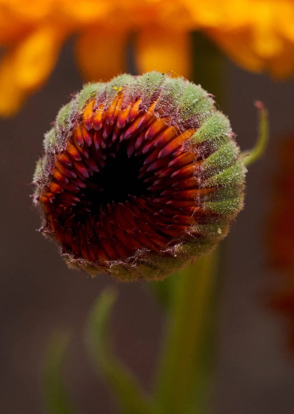 Morgenfrue 'Neon' Seed 
