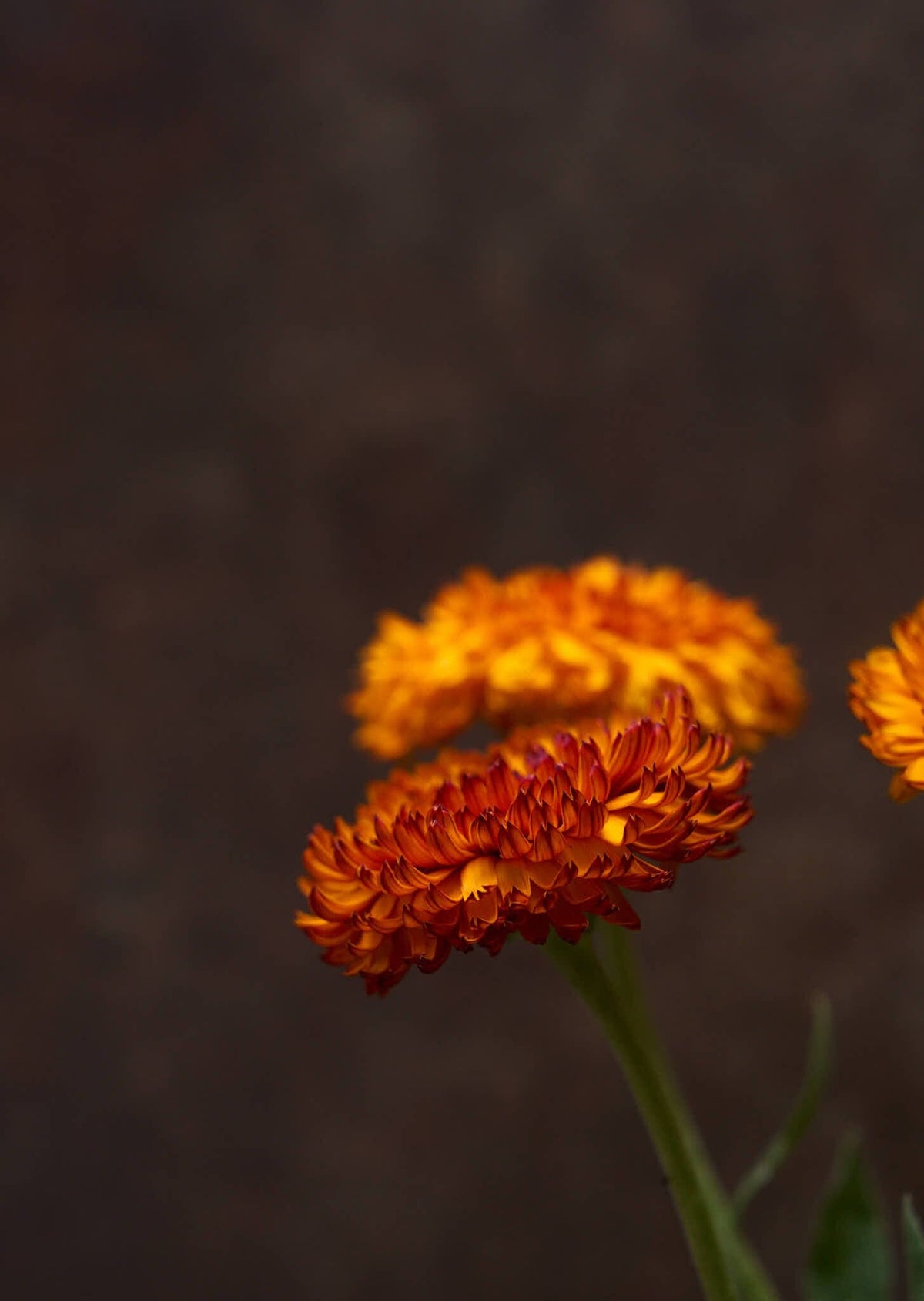 Morgenfrue 'Neon' Seed 