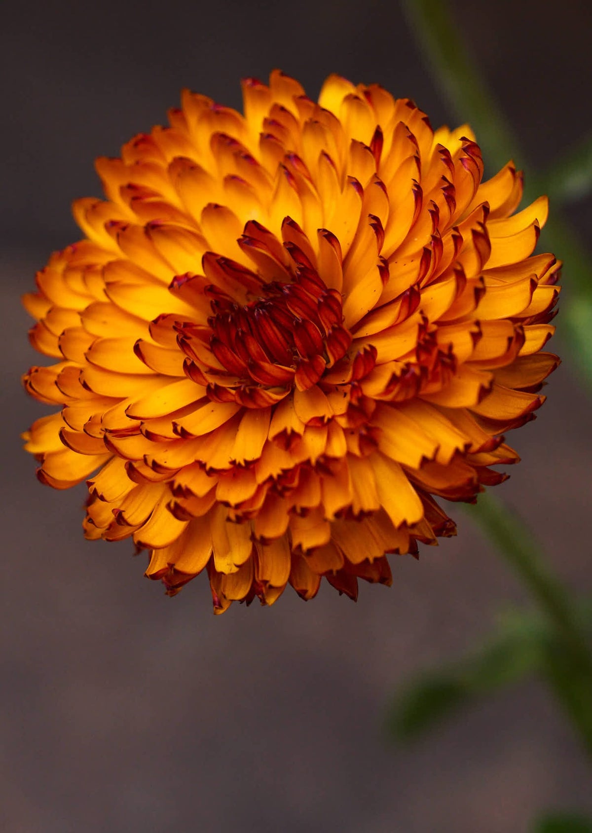 Morgenfrue 'Neon' Seed 