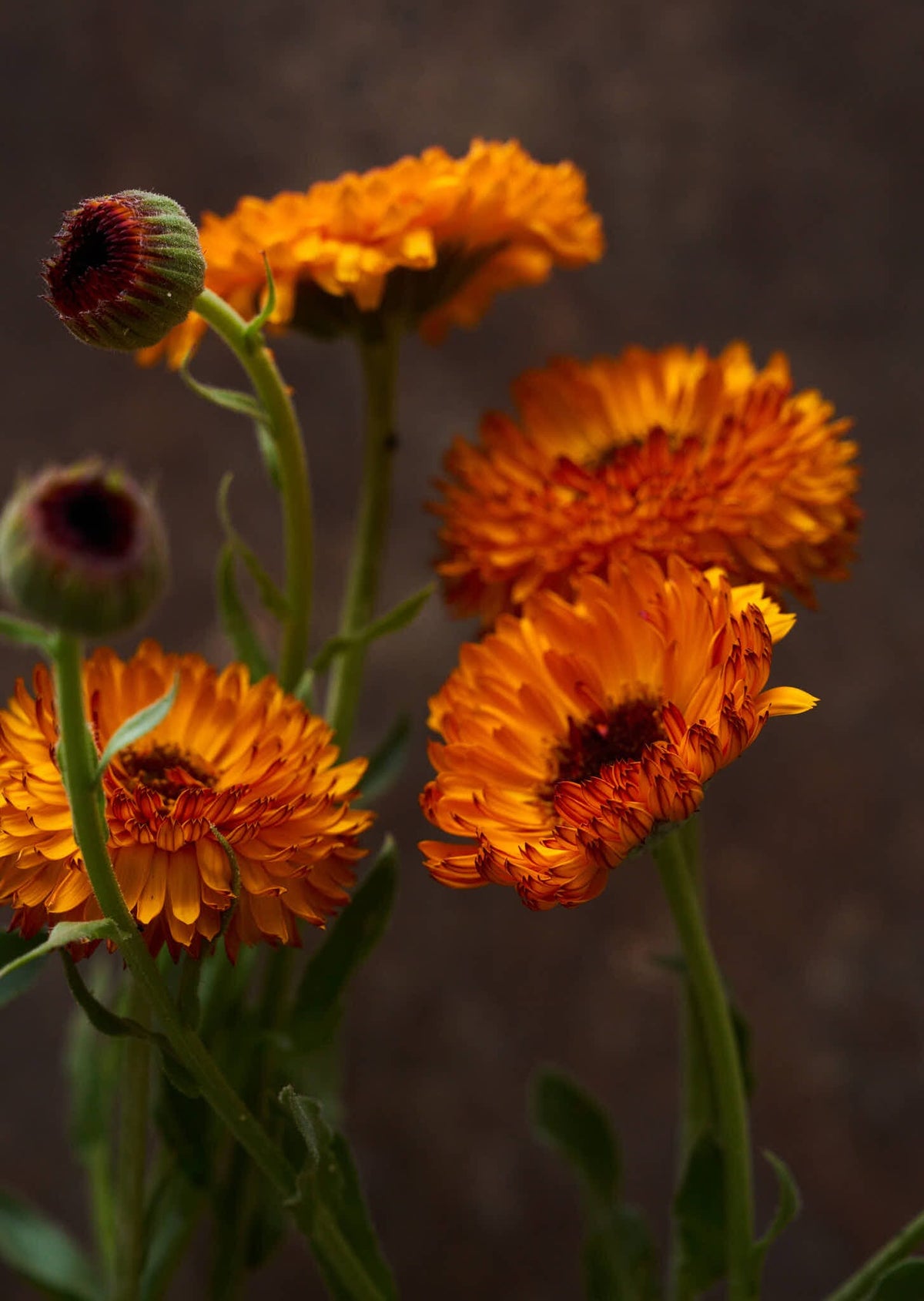 Morgenfrue 'Neon' Seed 