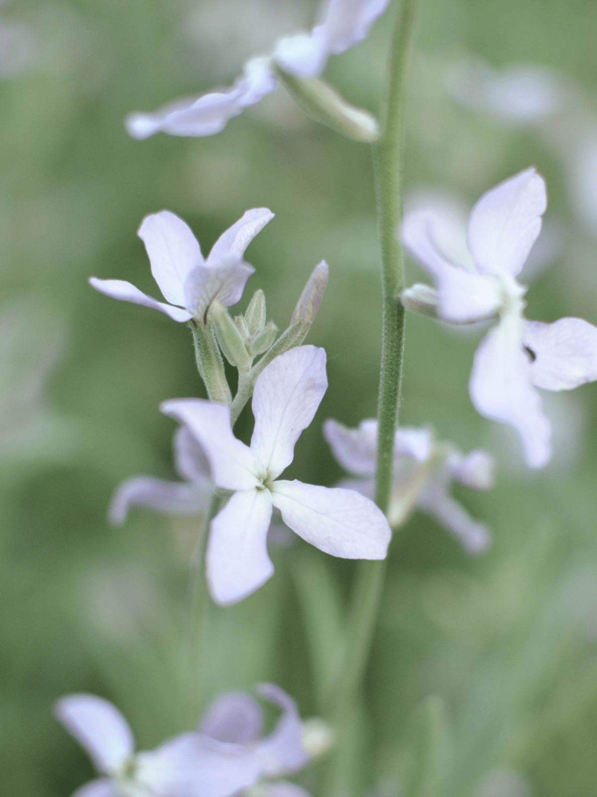 Natlevkøj 'Starlight Scentsation' Seed 