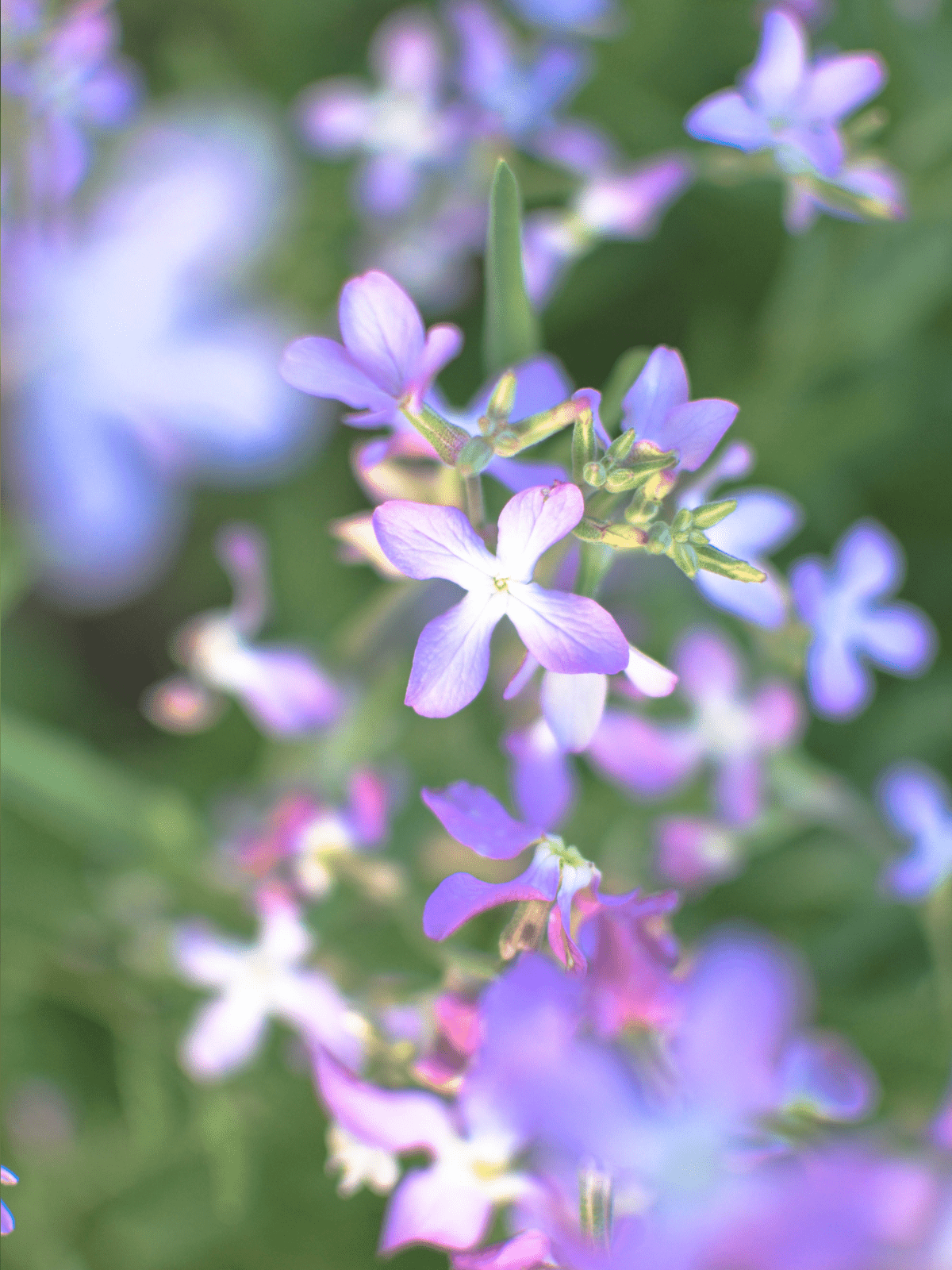 Natlevkøj 'Starlight Scentsation' Seed 