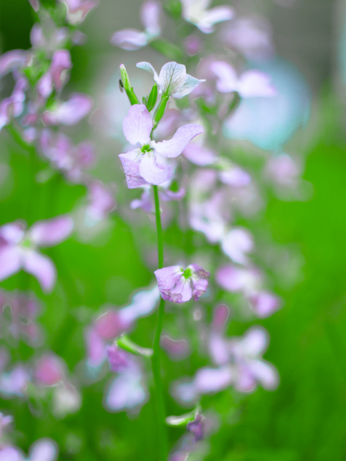 Natlevkøj 'Starlight Scentsation' Seed 