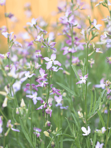 Natlevkøj 'Starlight Scentsation' Seed 