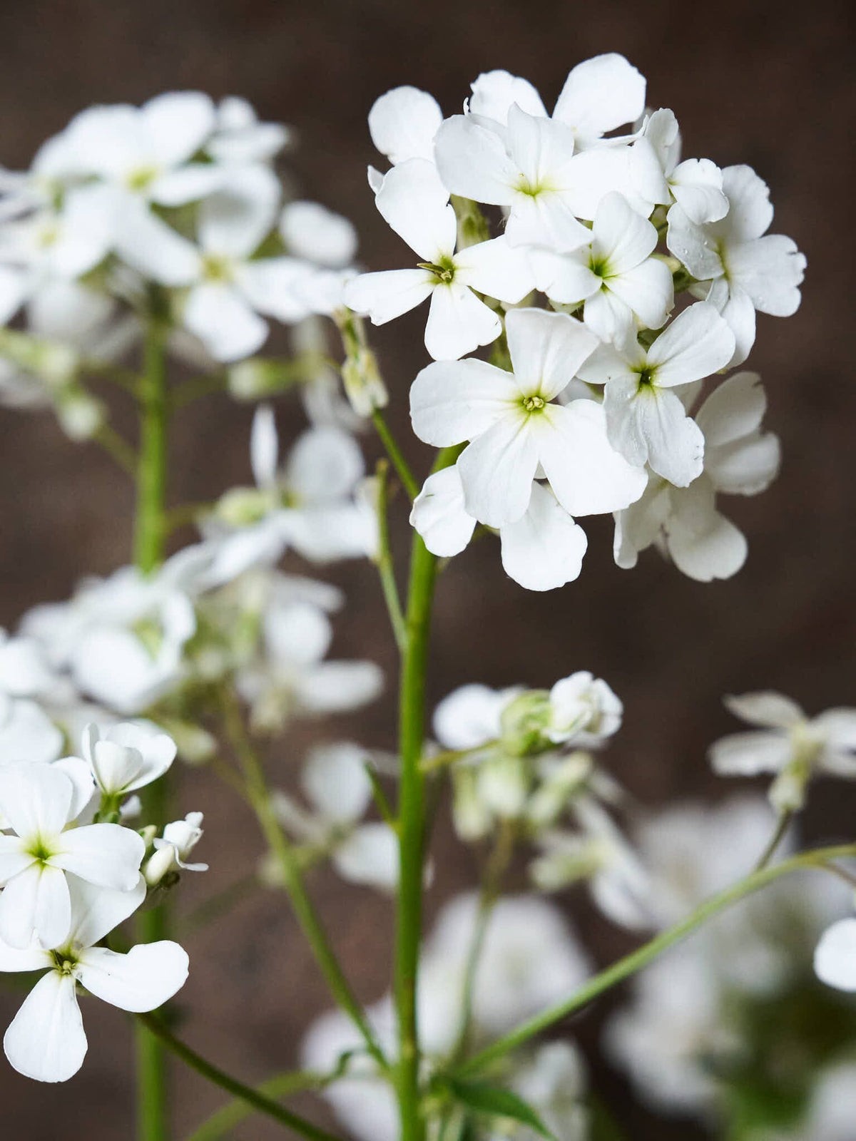 Natviol 'Hvid' Seed 