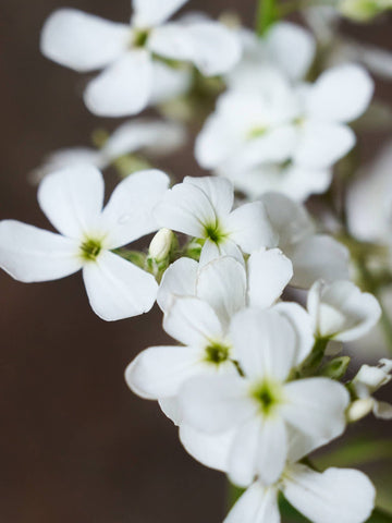 Natviol 'Hvid' Seed 