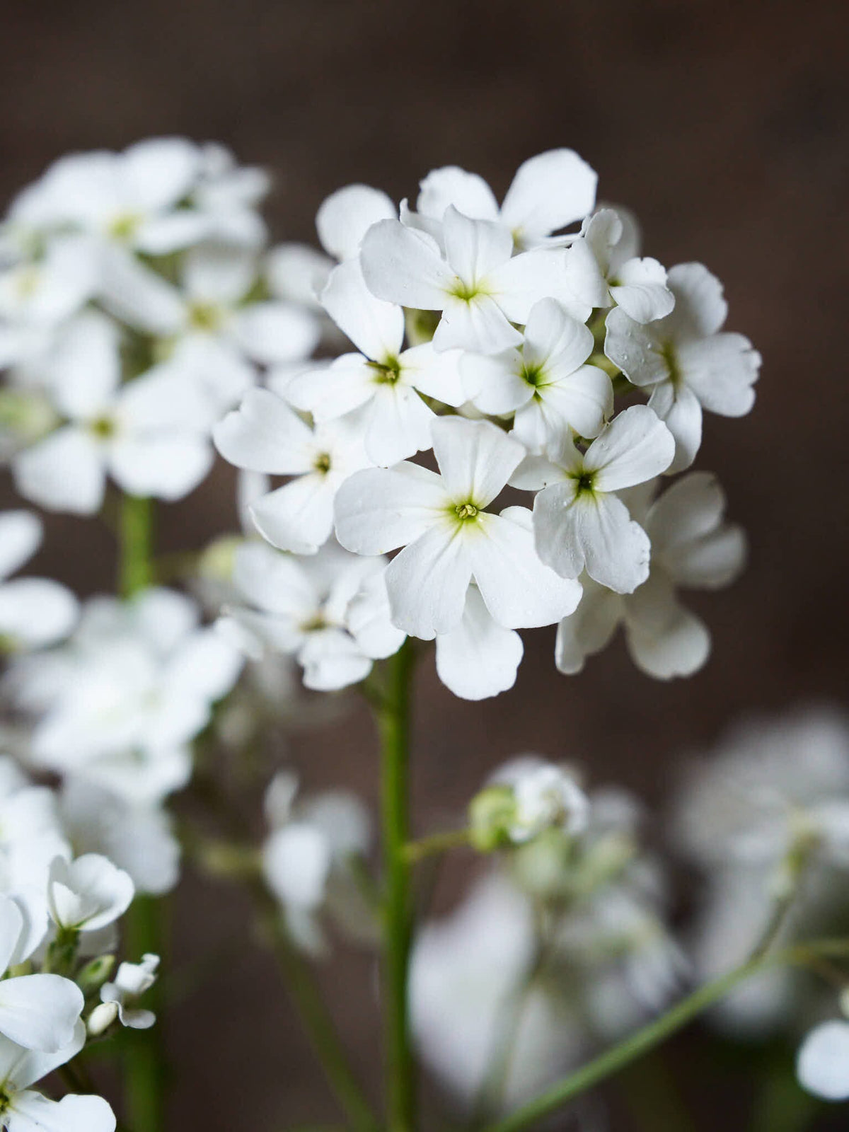 Natviol 'Hvid' Seed 