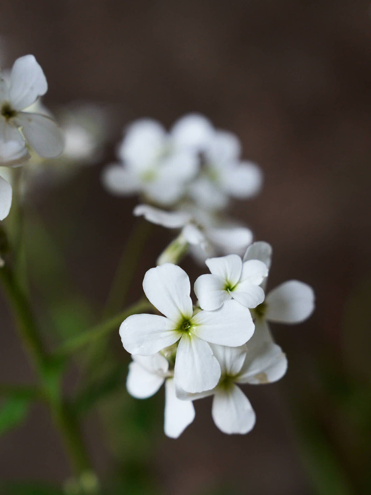 Natviol 'Hvid' Seed 