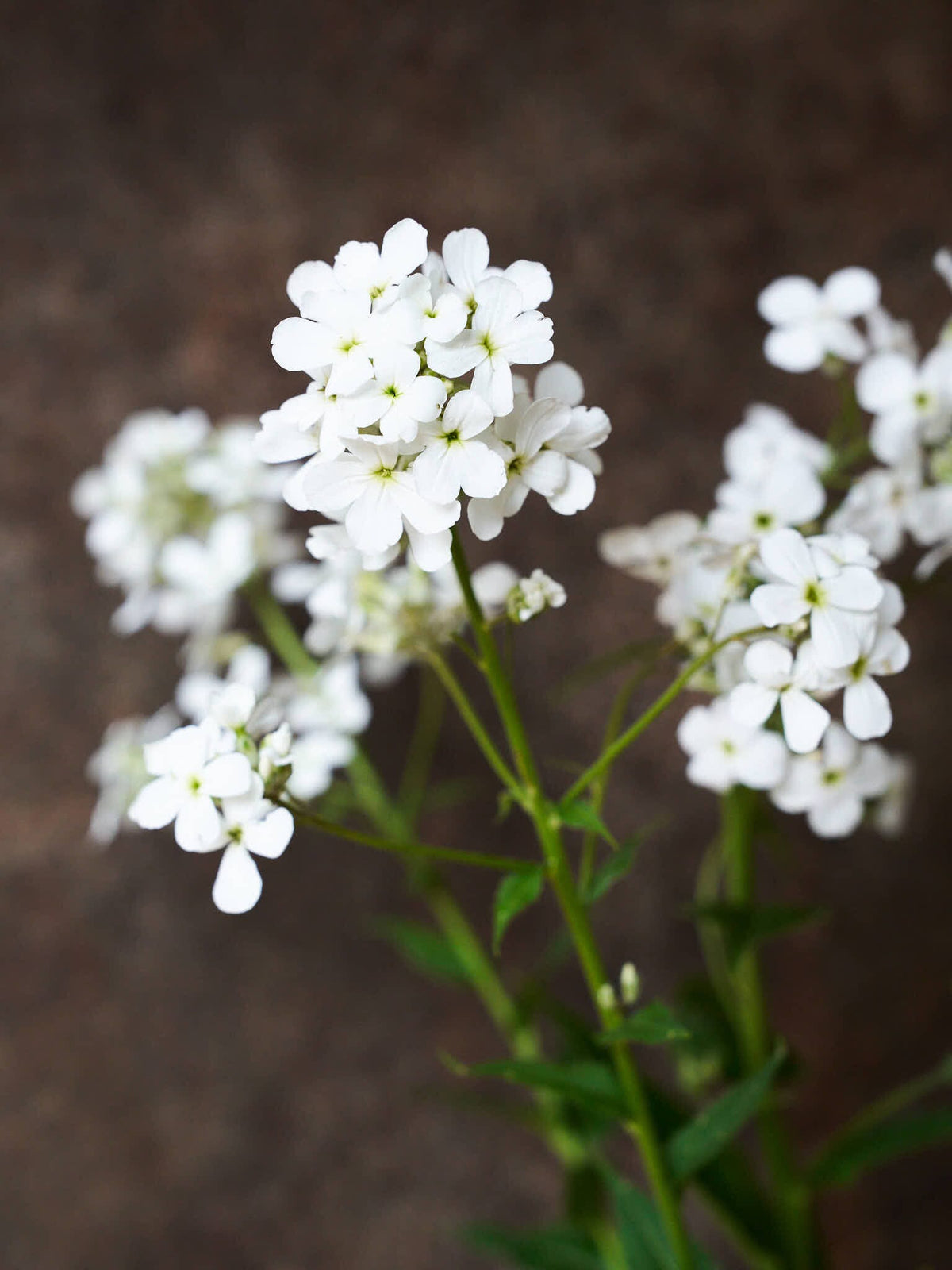 Natviol 'Hvid' Seed 
