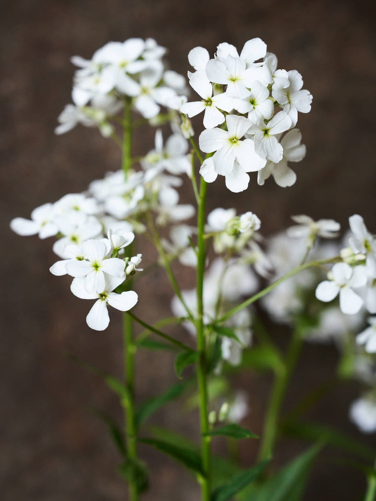 Natviol 'Hvid' Seed 