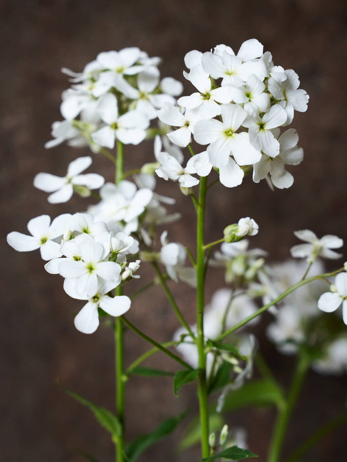 Natviol 'Hvid' Seed 