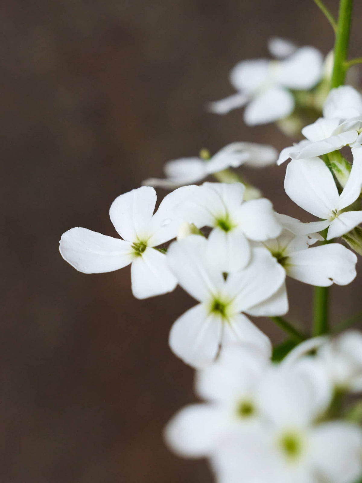 Natviol 'Hvid' Seed 