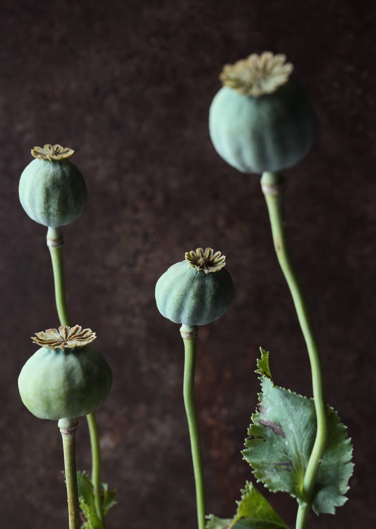 Opiumvalmue 'Bowling Ball' Seed 
