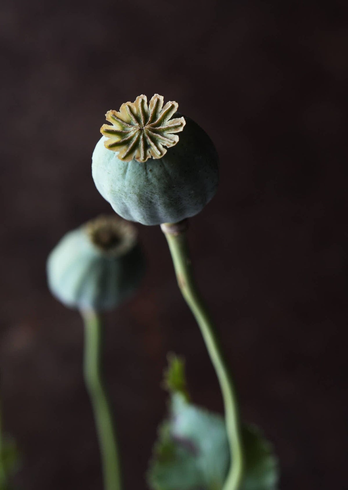 Opiumvalmue 'Bowling Ball' Seed 