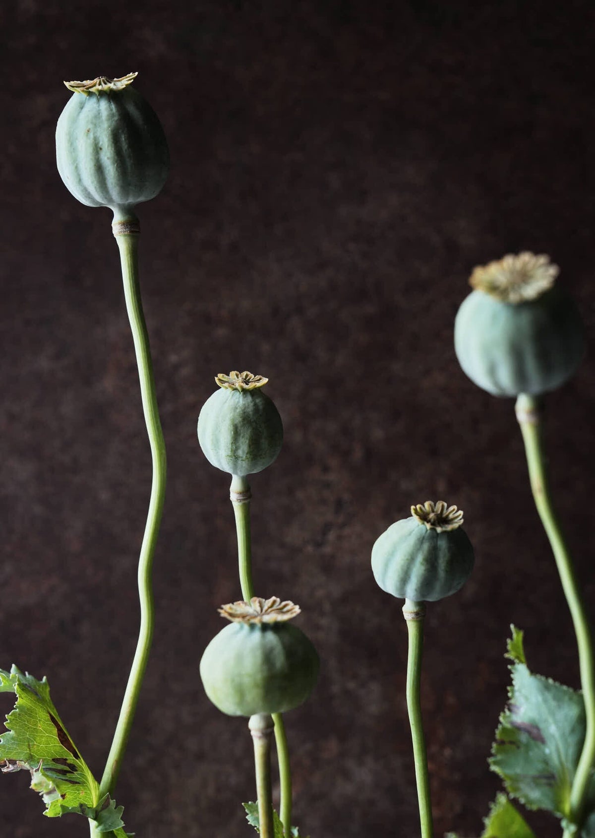 Opiumvalmue 'Bowling Ball' Seed 