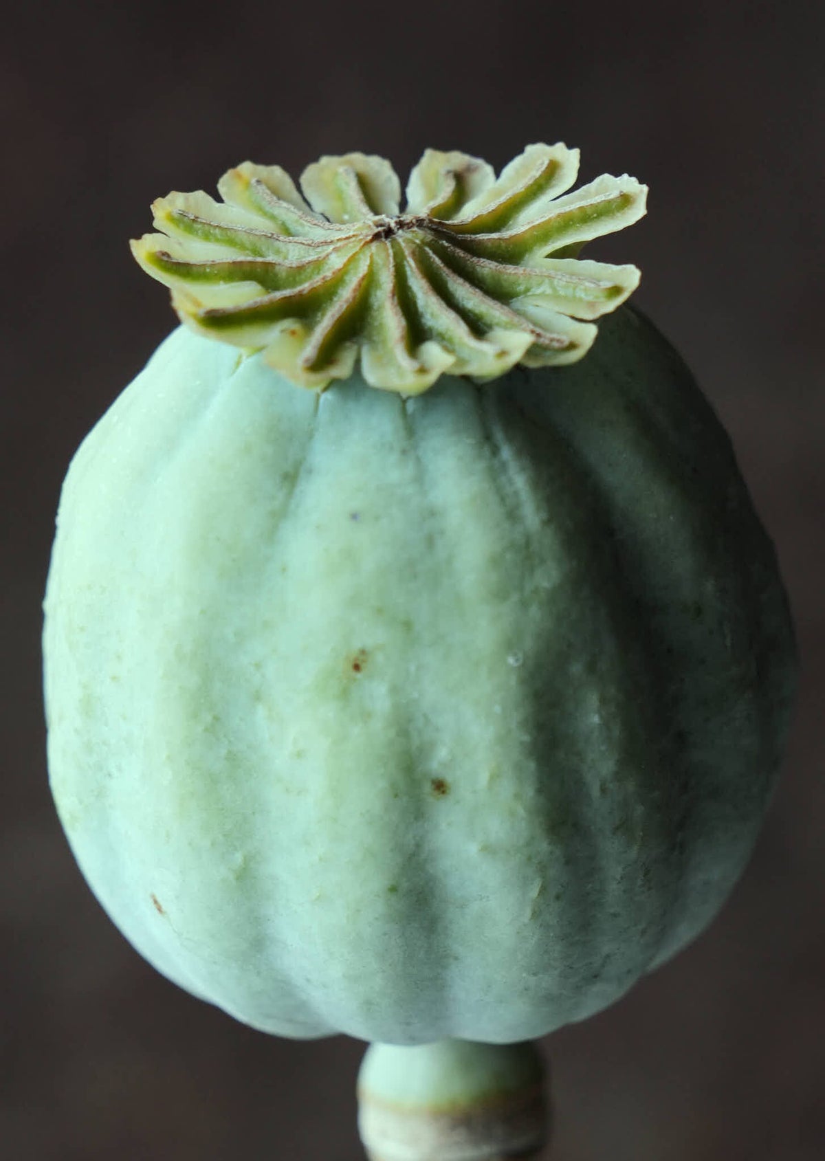 Opiumvalmue 'Bowling Ball' Seed 