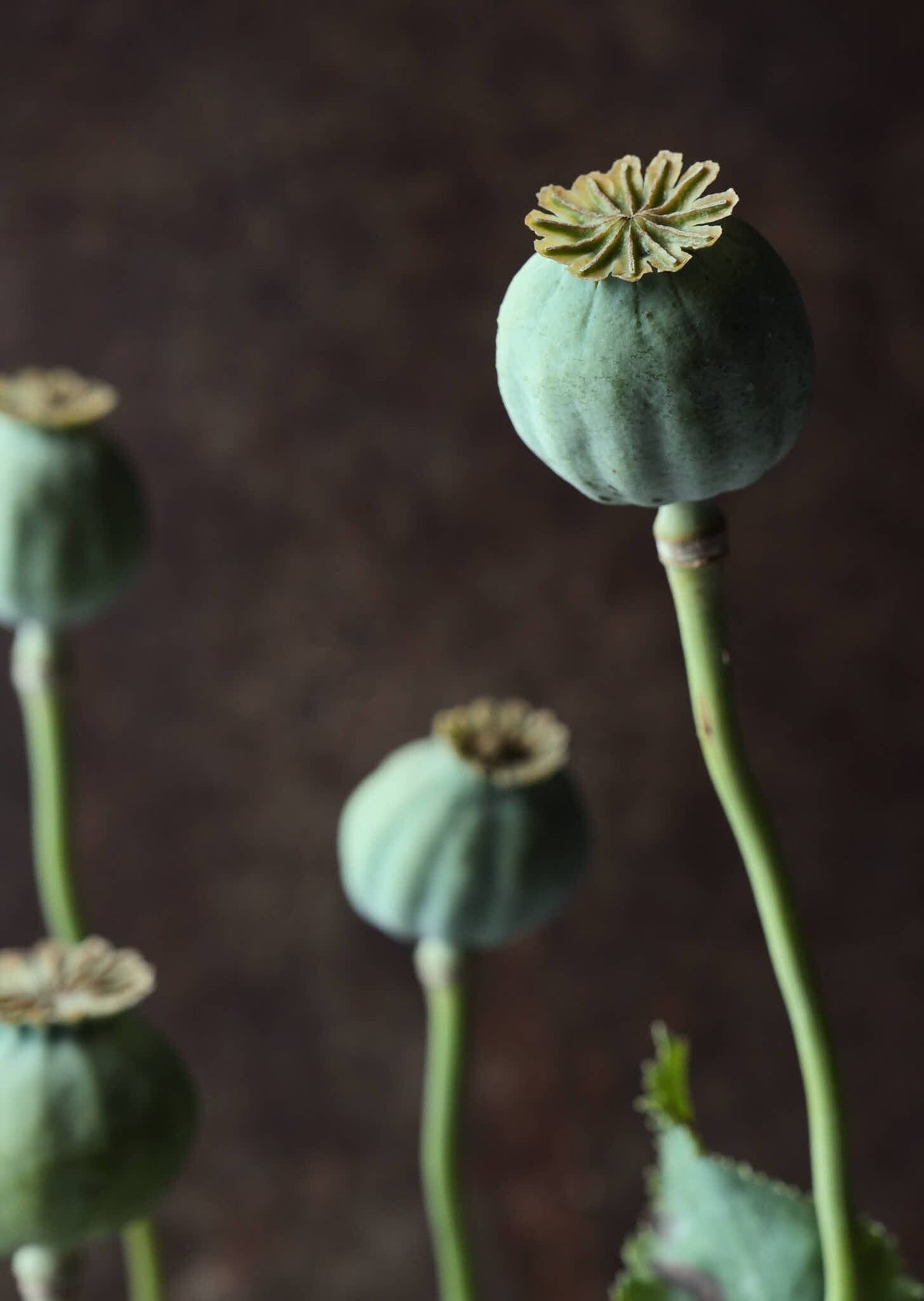 Opiumvalmue 'Bowling Ball' Seed 