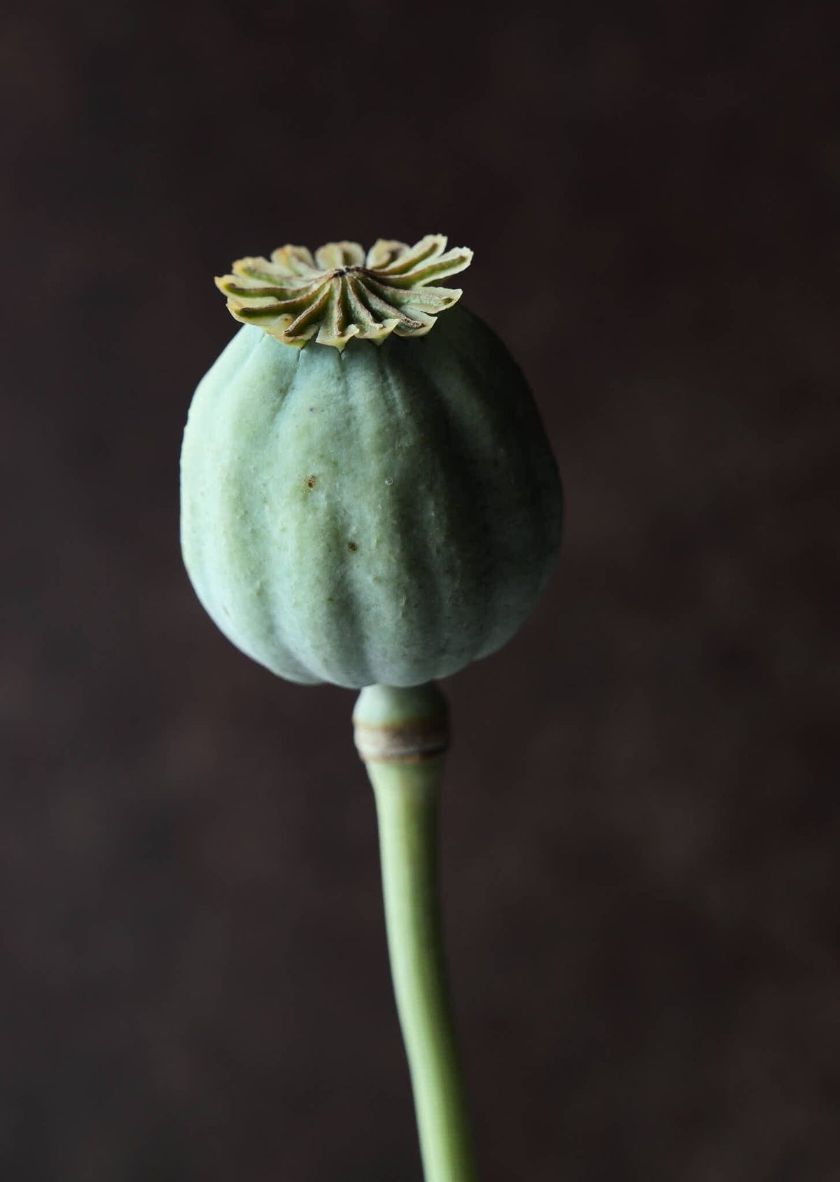 Opiumvalmue 'Bowling Ball' Seed 