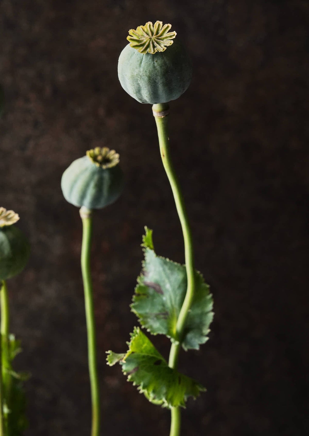 Opiumvalmue 'Bowling Ball' Seed 
