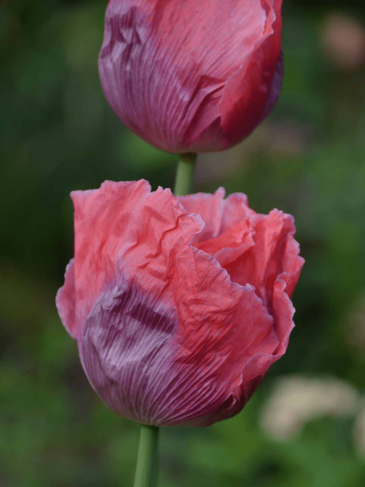 Opiumvalmue 'Bowling Ball' Seed 