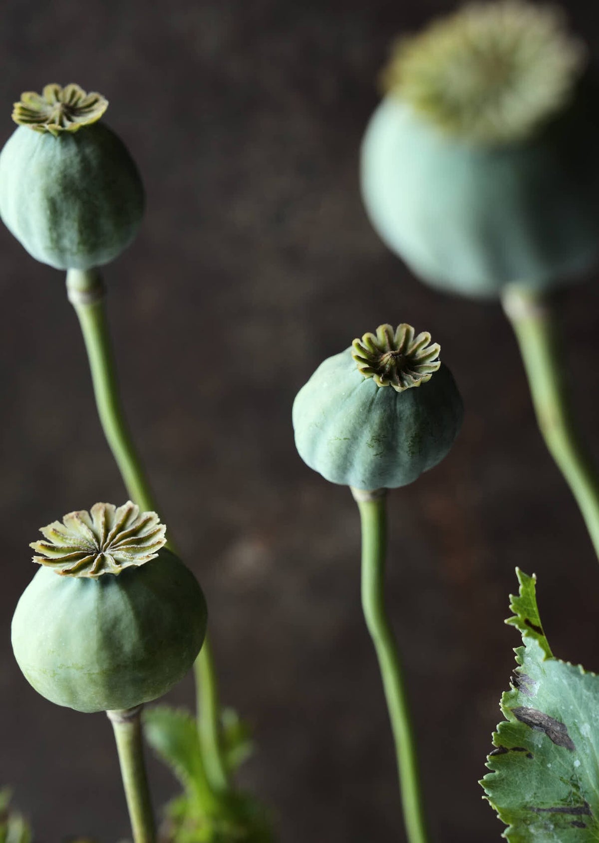Opiumvalmue 'Bowling Ball' Seed 