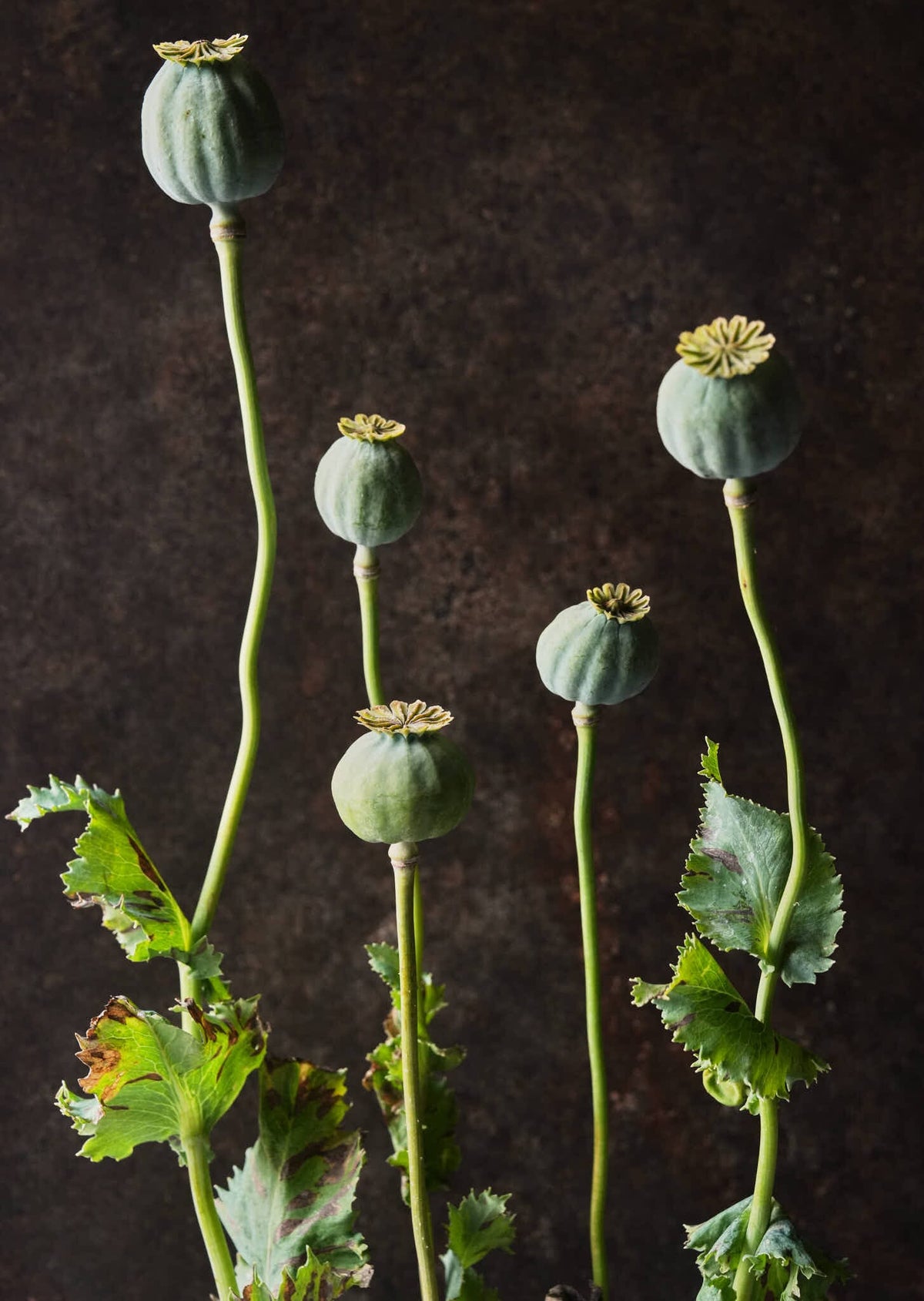 Opiumvalmue 'Bowling Ball' Seed 