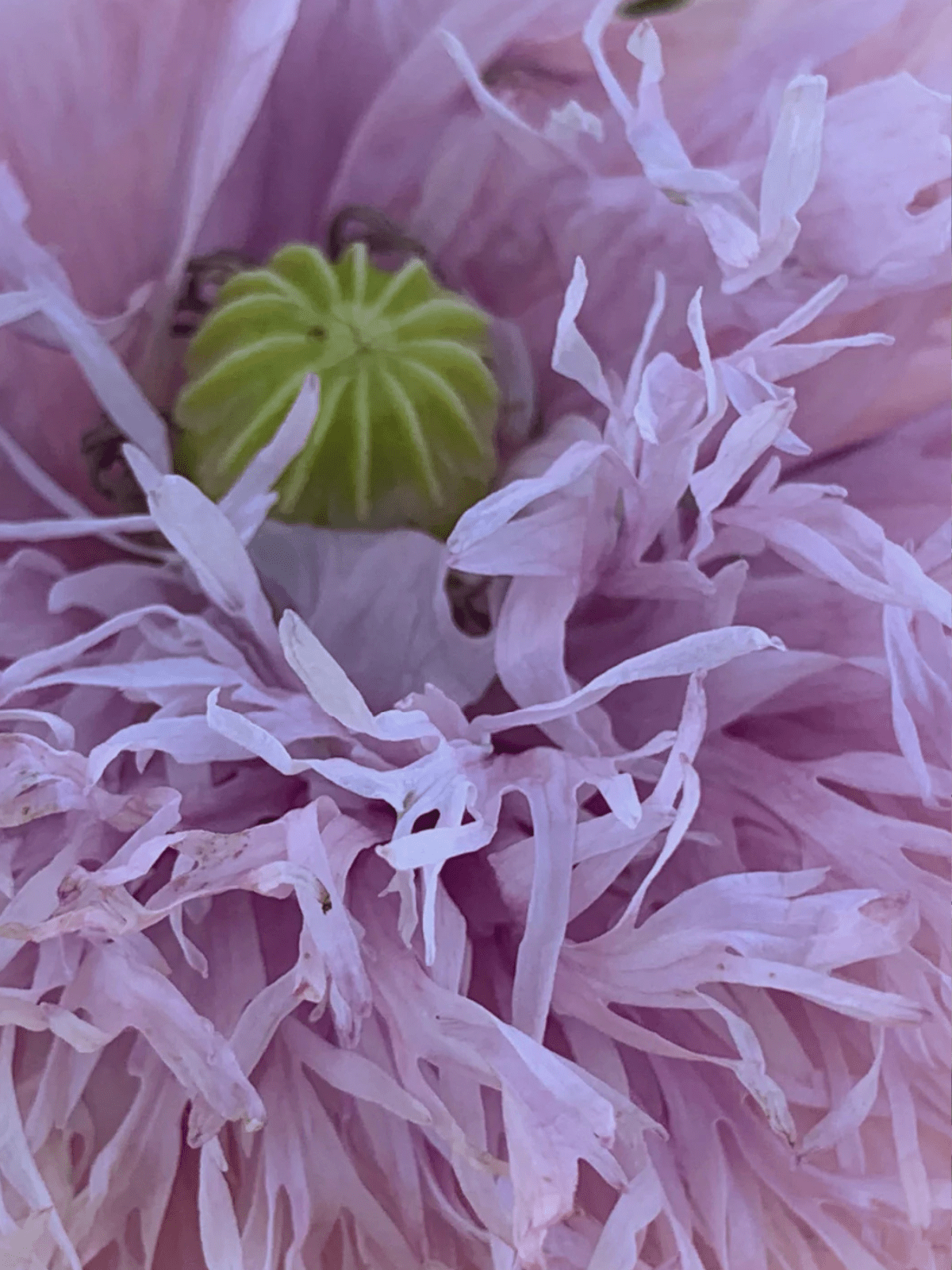 Opiumvalmue 'Lilac Pompon' Seed 