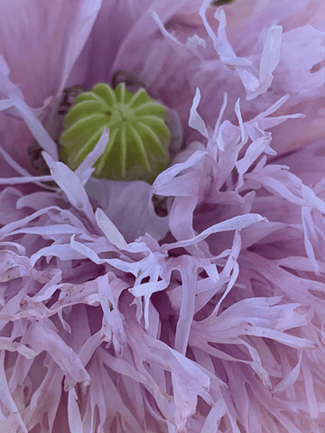 Opiumvalmue 'Lilac Pompon' Seed 