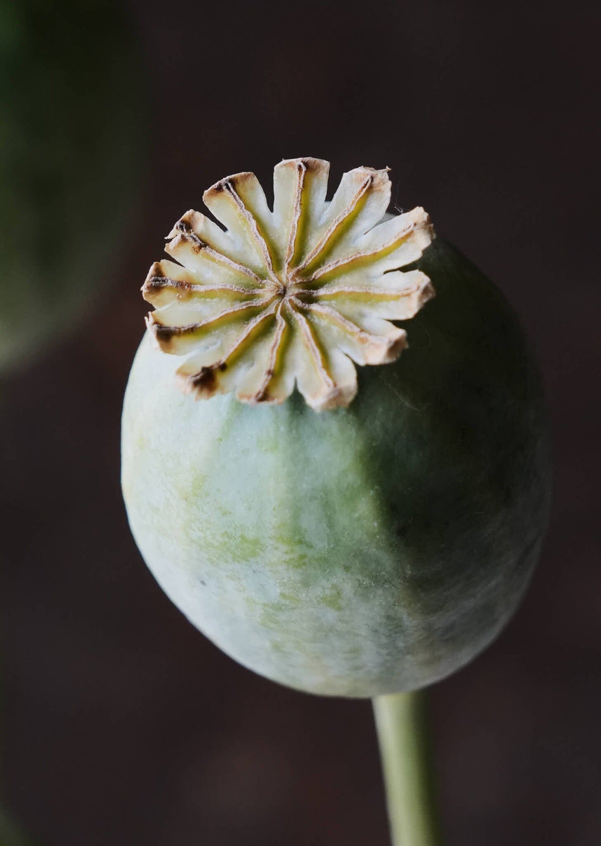Opiumvalmue 'The Giant' Seed 
