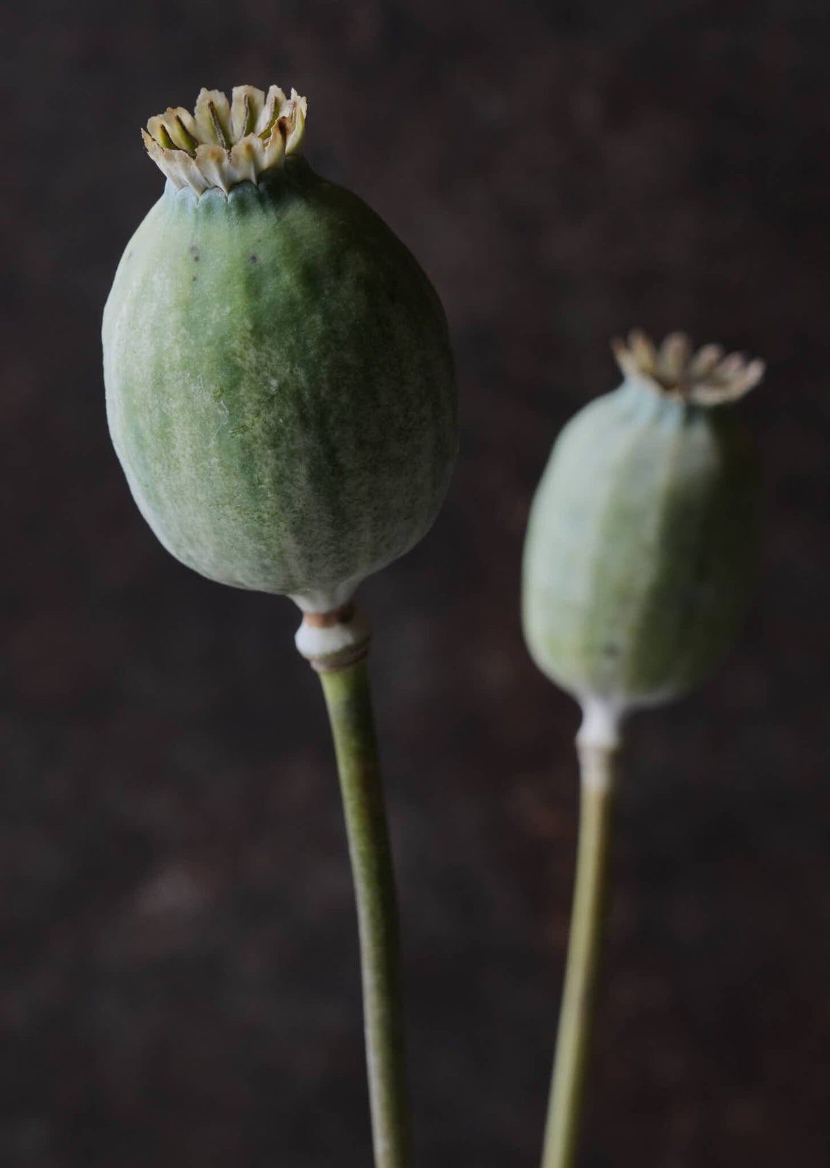 Opiumvalmue 'The Giant' Seed 