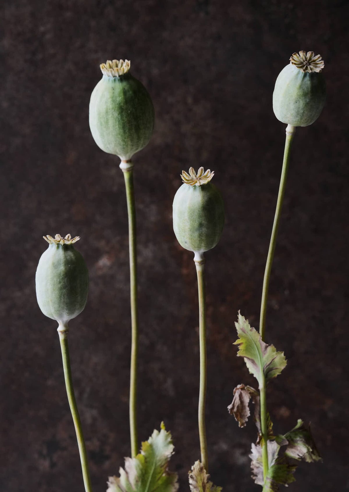 Opiumvalmue 'The Giant' Seed 