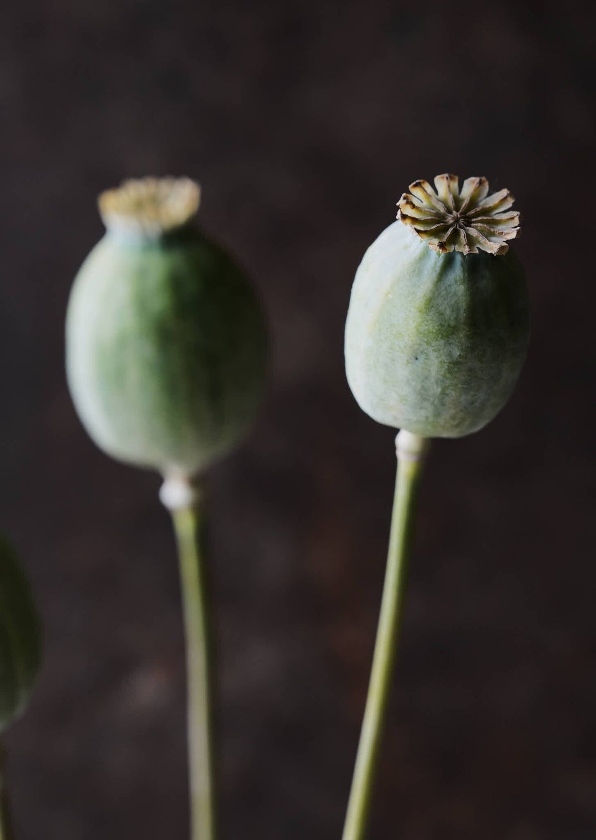 Opiumvalmue 'The Giant' Seed 
